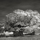 Illustration for article titled Extraordinary pictures of the most ancient trees on Earth